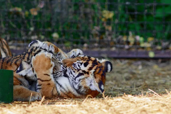 Pequeños cachorros de tigre jugando. Tigre joven — Foto de Stock