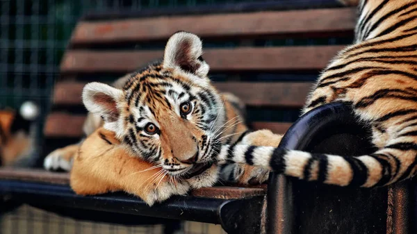 Pequeños cachorros de tigre jugando. Tigre joven —  Fotos de Stock