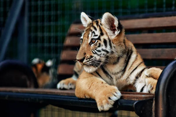 Παίζει το μικρό τίγρη. νεαρός τίγρης — Φωτογραφία Αρχείου