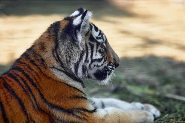 Güzel Kaplan Yavrusu Portresi Tiger Oyun Oynuyor Panthera Tigris — Stok fotoğraf