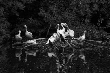 Göletteki pelikanlar. Su kuşları adada rahatlar. Parkta kuş gözleme.