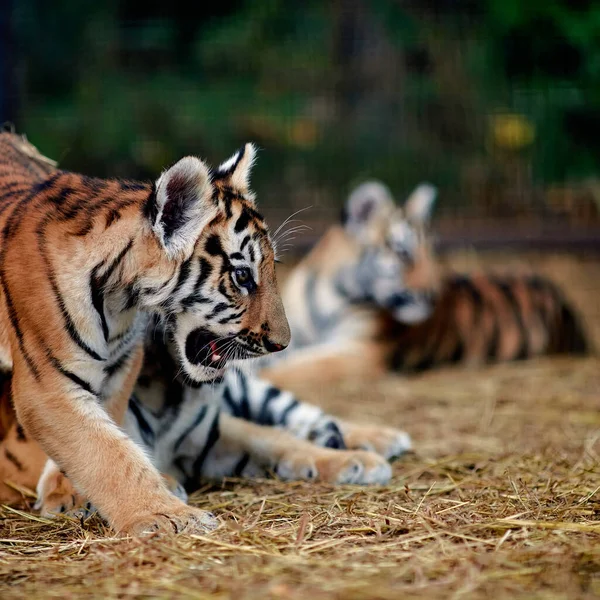 Little Tiger Cubs Playing Young Tiger — Stock Photo, Image