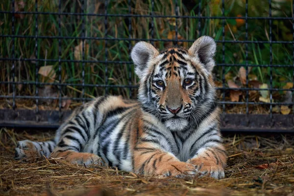 Bonito Retrato Cachorro Tigre Tigre Jugando Panthera Tigris — Foto de Stock