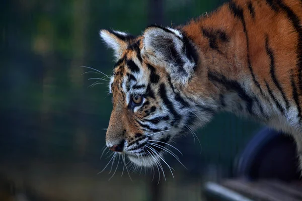 Güzel Kaplan Yavrusu Portresi Tiger Oyun Oynuyor Panthera Tigris — Stok fotoğraf