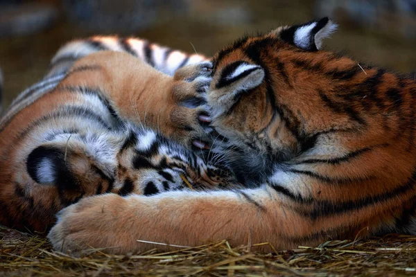 Malá Tygří Mláďata Hrají Mladý Tygr — Stock fotografie
