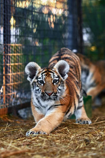 Pequeños Cachorros Tigre Jugando Tigre Joven — Foto de Stock