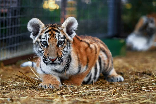 Pequeños Cachorros Tigre Jugando Tigre Joven —  Fotos de Stock