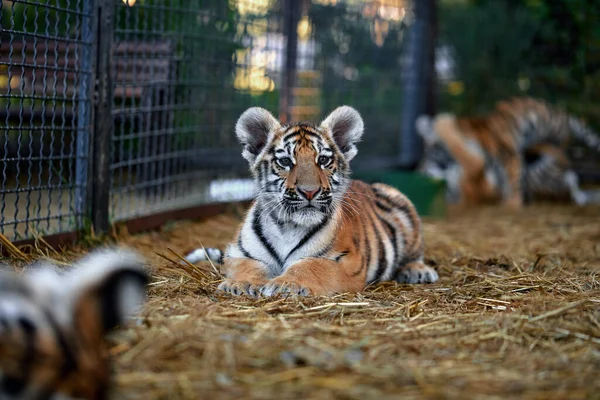 Pequeños Cachorros Tigre Jugando Tigre Joven — Foto de Stock