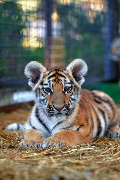 Bonito Retrato Cachorro Tigre Tigre Jugando Panthera Tigris — Foto de Stock