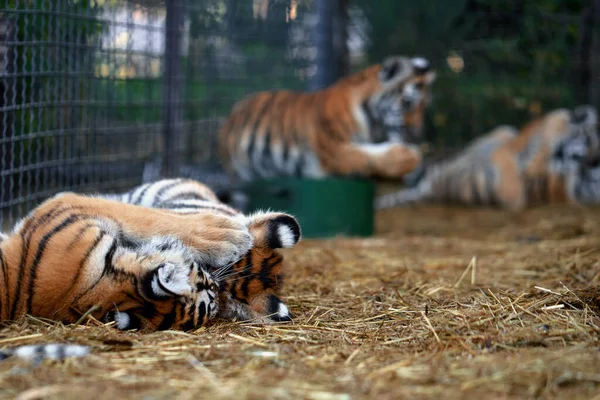 Małe Tygrysie Młode Bawią Się Młody Tygrys — Zdjęcie stockowe
