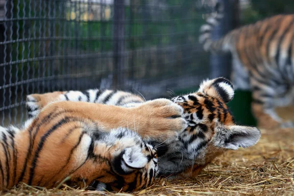 Pequeños Cachorros Tigre Jugando Tigre Joven —  Fotos de Stock