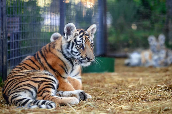 Pequeños Cachorros Tigre Jugando Tigre Joven — Foto de Stock