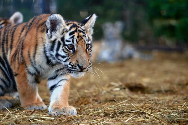 Pequeños Cachorros Tigre Jugando Tigre Joven —  Fotos de Stock