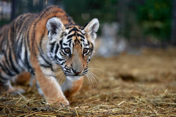 Pequeños Cachorros Tigre Jugando Tigre Joven — Foto de Stock