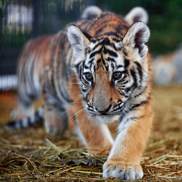 Güzel Kaplan Yavrusu Portresi Tiger Oyun Oynuyor Panthera Tigris — Stok fotoğraf