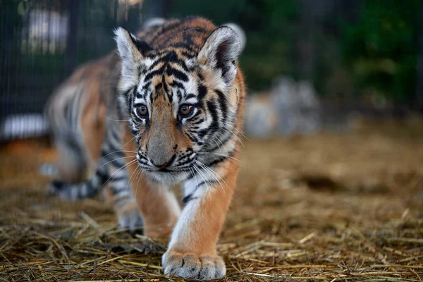 Красивый Портрет Детёныша Тигра Тигр Играющий Вокруг Panthera — стоковое фото