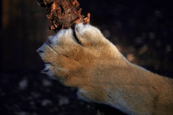 Gros Plan Sur Patte Tigre Gros Chat Pattes — Photo