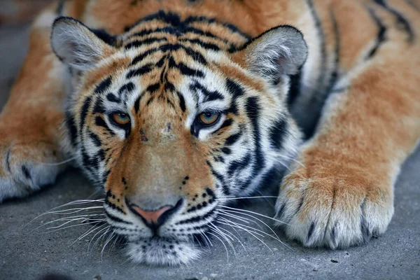 Retrato Tigre Hermoso Gran Primer Plano Del Gato — Foto de Stock