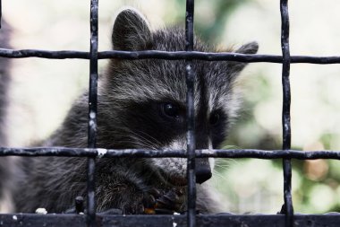 Rakun yavruları. Kafesteki küçük komik rakunlar, hayvanlar oynar ve yemek ister..