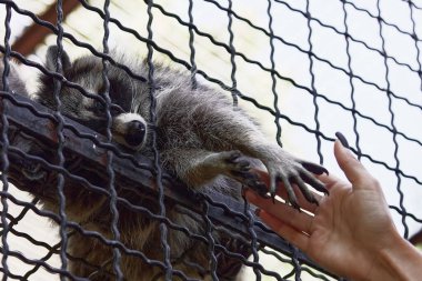 Rakun yavruları. Kafesteki küçük komik rakunlar, hayvanlar oynar ve yemek ister..