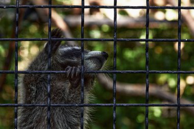 Rakun yavruları. Kafesteki küçük komik rakunlar, hayvanlar oynar ve yemek ister..