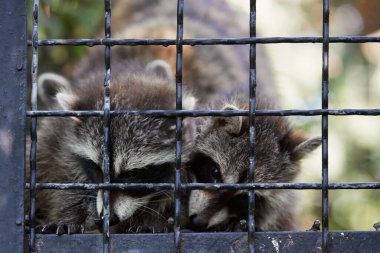 Rakun yavruları. Kafesteki küçük komik rakunlar, hayvanlar oynar ve yemek ister..