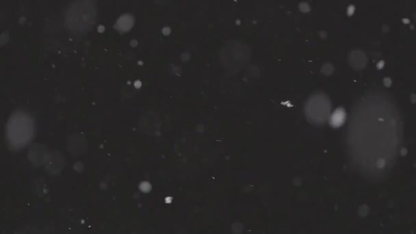 Beautiful Real fallande snö isolerad på svart bakgrund i 8K, ProRes 422, ograderad C-LOG 10 bit. Skjuten på en teleobjektiv med perfekt bokeh, film för komponering, rörlig grafik — Stockvideo