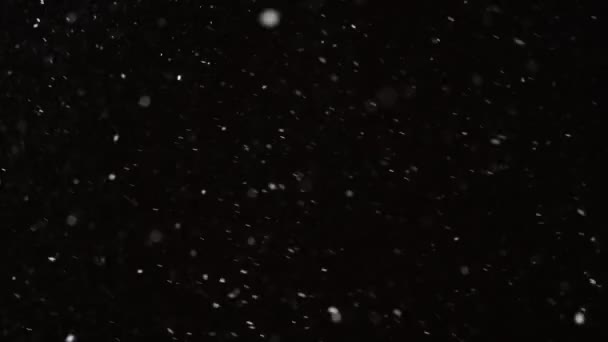 Vakker virkelig fallende snø isolert på svart bakgrunn i 4K sakte film, skutt på 50 mm linse. Ugraderte bilder for sammensetning, bevegelsegrafikk, store og små snøfnugg, isolert snøfall – stockvideo