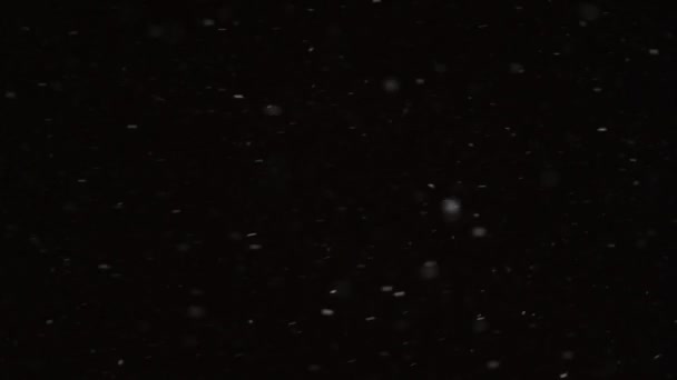 Smuk Real faldende sne isoleret på sort baggrund i 4K slowmotion, skudt på 50 mm linse. Usorterede optagelser til komponering, bevægelsesgrafik, store og små snefnug, isolerede faldende sne – Stock-video