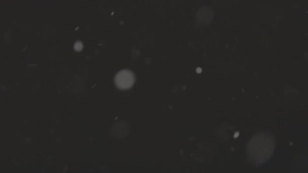 Belle vraie neige tombante isolée sur fond noir au ralenti 4K, ProRes 422, non dégradé C-LOG 10 bits. Tourné sur un téléobjectif avec un bokeh parfait, des images pour composer, des animations graphiques — Video