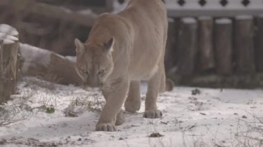 Ormanda Puma, Dağ Aslanı, karda bekâr kedi. Cougar kış ormanında yürüyor. 4K ağır çekim, ProRes 422, derecelendirilmemiş C-LOG 10 bit