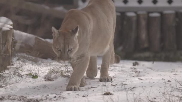 Puma v lese, lev, osamělá kočka na sněhu. Cougar prochází zimním lesem. 4K zpomalení, ProRes 422, nezařazeno C-LOG 10 bit — Stock video