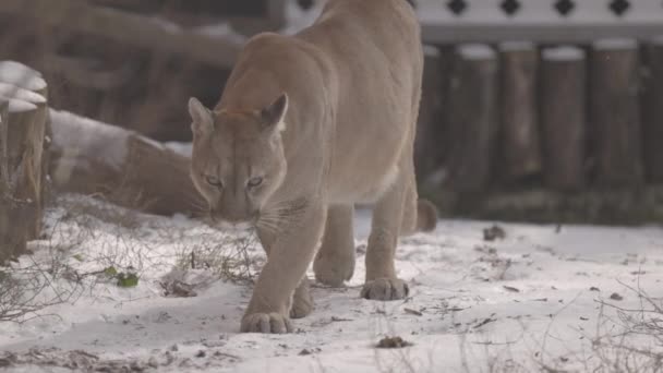 Puma en el bosque, león de montaña, gato soltero en la nieve. Cougar camina por el bosque de invierno. 4K cámara lenta, ProRes 422, sin clasificar C-LOG 10 bit — Vídeos de Stock