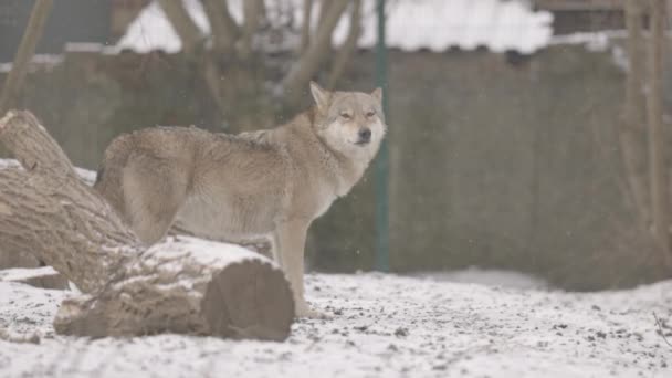 Retrato de um lobo cinza Canis Lupus no inverno, close-up de um predador. 4K câmera lenta, ProRes 422, não classificado C-LOG 10 bit — Vídeo de Stock