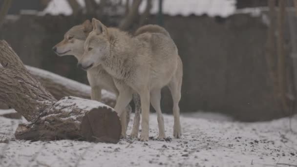 Portret van een grijze wolf Canis Lupus in de winter, close-up van een roofdier. 4K slow motion, ProRes 422, ongegradeerd C-LOG 10 bit — Stockvideo