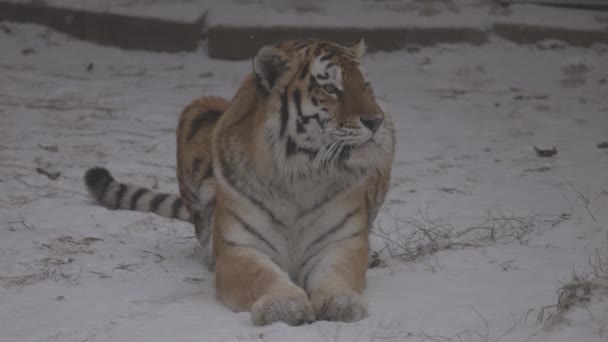 Tigre en la nieve. 4K cámara lenta, ProRes 422, sin clasificar C-LOG 10 bit — Vídeo de stock