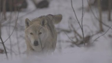 Kışın gri bir kurt olan Canis Lupus 'un portresi, bir yırtıcının yakın çekimi. 4K ağır çekim, ProRes 422, derecelendirilmemiş C-LOG 10 bit