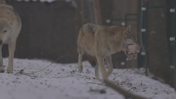 Retrato de um lobo cinza Canis Lupus no inverno, close-up de um predador. 4K câmera lenta, ProRes 422, não classificado C-LOG 10 bit — Vídeo de Stock