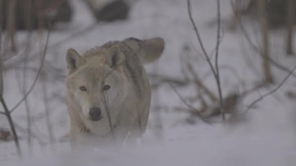 一只灰狼卡尼斯 · 卢普斯在冬天的肖像，是捕食者的特写。4K慢动作，ProRes 422，未分级C-LOG 10位 — 图库视频影像