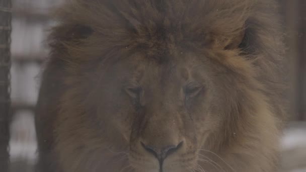 Крупный план портрета красивого льва, идет снегопад, в кадре летят маленькие снежинки. 4K slow motion, ProRes 422, C-LOG 10 бит — стоковое видео