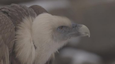 Griffon akbabası Gyps fulvus 'un portresi büyük bir Eski Dünya akbabasıdır. Avrasya griffonu olarak da bilinir. 4K yavaş çekim 100 fps ProRes 422, derecelendirilmemiş C-LOG 10 bit