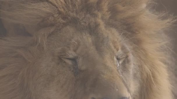 Retrato close-up de um belo leão, nevasca está chegando, pequenos flocos de neve voam no quadro. 4K câmera lenta, ProRes 422, não classificado C-LOG 10 bit — Vídeo de Stock