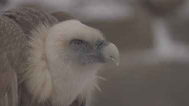 Griffon akbabası Gyps fulvus 'un portresi büyük bir Eski Dünya akbabasıdır. Avrasya griffonu olarak da bilinir. 4K yavaş çekim 100 fps ProRes 422, derecelendirilmemiş C-LOG 10 bit