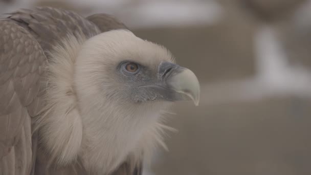 O retrato do abutre Griffon Gyps fulvus é um grande abutre do Velho Mundo. Também é conhecido como o grifo eurasiano. 4K câmera lenta 100 fps ProRes 422, não classificado C-LOG 10 bit — Vídeo de Stock
