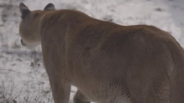 Ormanda Puma, Dağ Aslanı, karda bekâr kedi. Cougar kış ormanında yürüyor. 4K ağır çekim, ProRes 422, derecelendirilmemiş C-LOG 10 bit