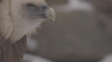 Griffon akbabası Gyps fulvus 'un portresi büyük bir Eski Dünya akbabasıdır. Avrasya griffonu olarak da bilinir. 4K yavaş çekim 100 fps ProRes 422, derecelendirilmemiş C-LOG 10 bit