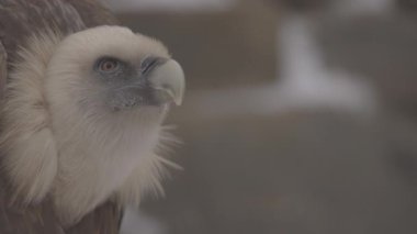 Griffon akbabası Gyps fulvus 'un portresi büyük bir Eski Dünya akbabasıdır. Avrasya griffonu olarak da bilinir. 4K yavaş çekim 100 fps ProRes 422, derecelendirilmemiş C-LOG 10 bit