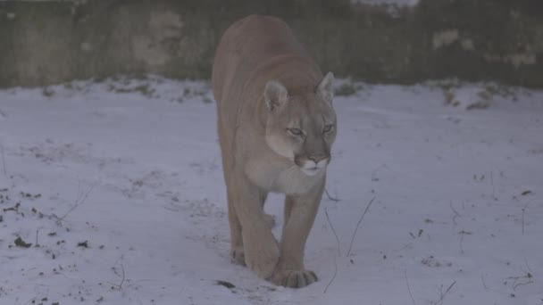Puma en el bosque, león de montaña, gato soltero en la nieve. Cougar camina por el bosque de invierno. 4K cámara lenta, ProRes 422, sin clasificar C-LOG 10 bit — Vídeo de stock