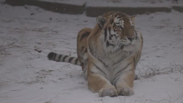 Tigre en la nieve. 4K cámara lenta, ProRes 422, sin clasificar C-LOG 10 bit — Vídeos de Stock
