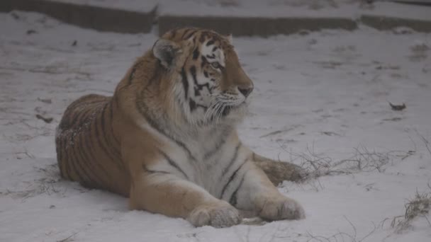 Tigre en la nieve. 4K cámara lenta, ProRes 422, sin clasificar C-LOG 10 bit — Vídeo de stock